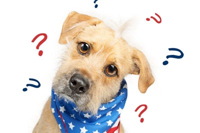 はてなを浮かべて首を傾ける犬