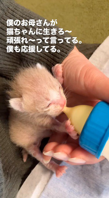 子猫に哺乳瓶からミルクをあげる女性