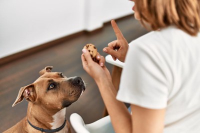 人間のお菓子を狙う犬