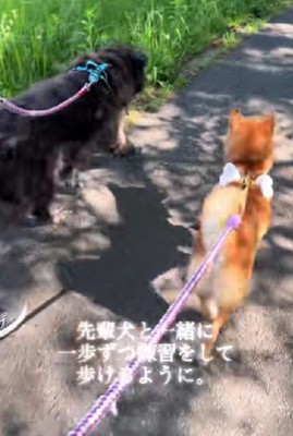 頼もしい先輩犬と