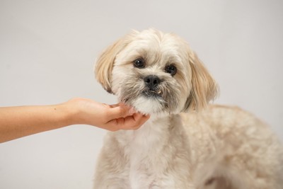犬の顎下を撫でる