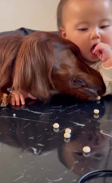 机に散らばるボーロを取り合う赤ちゃんとアイリッシュセター