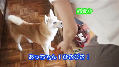 女性を見上げる柴犬