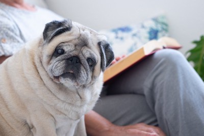 ジーッと見つめる太った犬