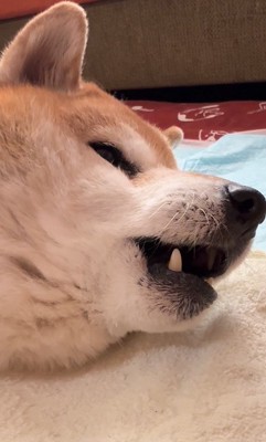 「茶介～！」「わお～ん」と合唱♪