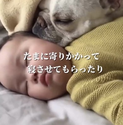 赤ちゃんに顔を寄せて眠る犬