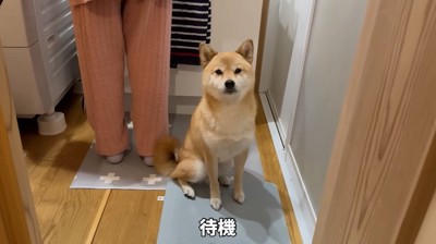 お座りする犬