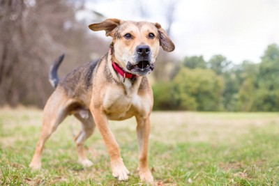 威嚇する茶の犬