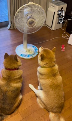 扇風機で涼む2匹