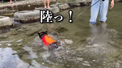 必死に泳ぐ姿が可愛い