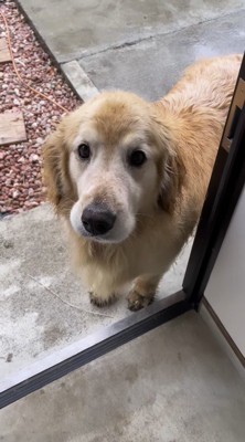 玄関先から飼い主を見上げる犬