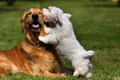 茶の犬にキスをする白い犬