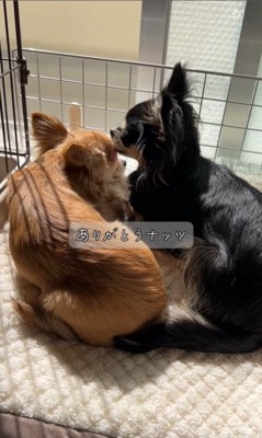 チコちゃんとナッツちゃんの6ヶ月間の軌跡9