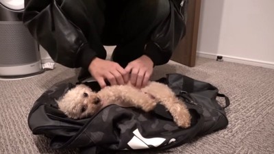 ボストンバッグに入るモコちゃん