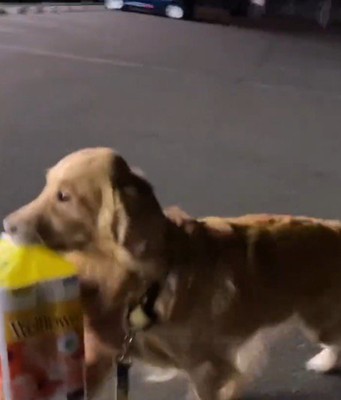 荷物を咥えて帰路につく犬