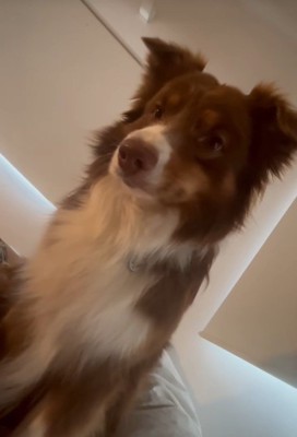 飼い主さんを起こすコロくん3