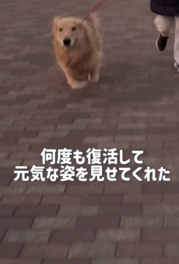 何度も復活してみせた