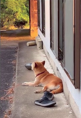 音楽に合わせて歌うコロちゃん8