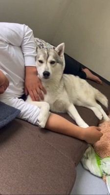 飼い主さんの腕に手をかけるハスキー