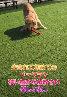 人間との遊びも楽しんでいた