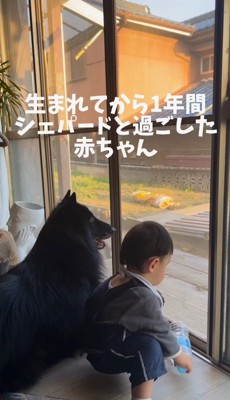 大型犬と一緒に過ごしたら…