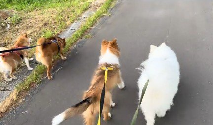 家には4匹のわんこたち