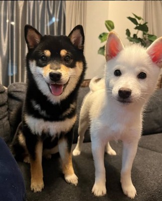 正面を見ている2匹の豆柴犬