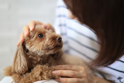 飼い主と見つめ合う犬