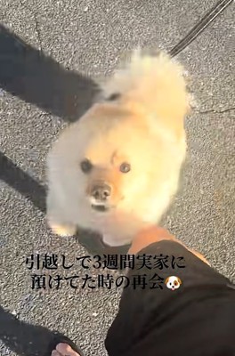耳が倒れるサニーくん
