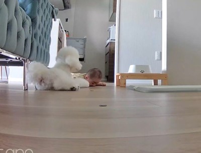 静かに寄り添うイヴちゃん