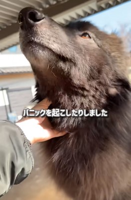 触れ合うウルフドッグ