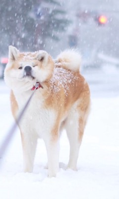 リードを引っ張っても頑なに拒否!