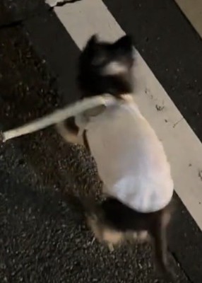 跳ねたように見える犬の姿