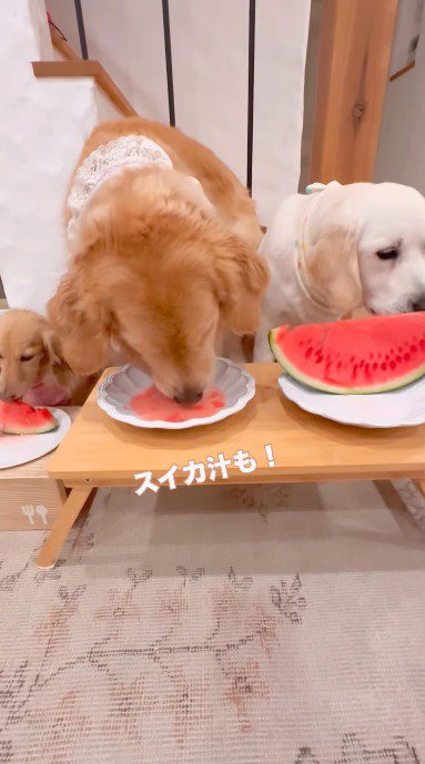 皿に溜まったスイカの汁を舐める茶色い犬