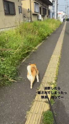 アスファルトの道を走る犬