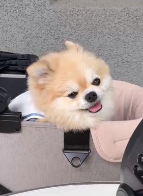 涼しそうなつくねくん