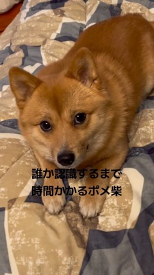上目使いで飼い主を見つめる犬