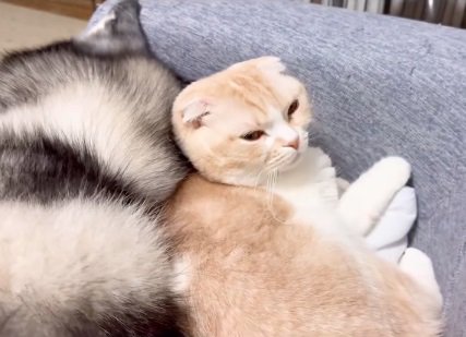 挟まるじゅんちゃん