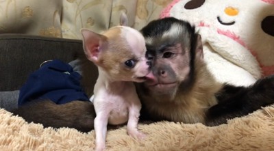猿の顔を舐める子犬