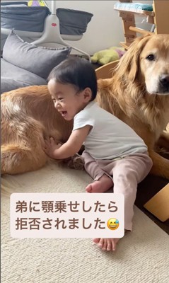 ラジャーくんが息子くんにあご乗せしてみたら2