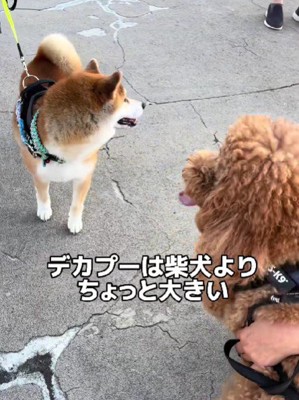 柴犬より大きくて…