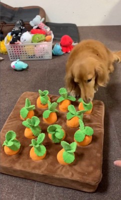 ララちゃんの人参収穫