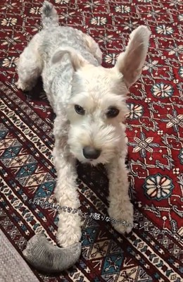 怒っているえびすくん