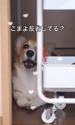 イタズラを反省するこまよちゃん5