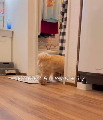 落ち着かない様子の犬2