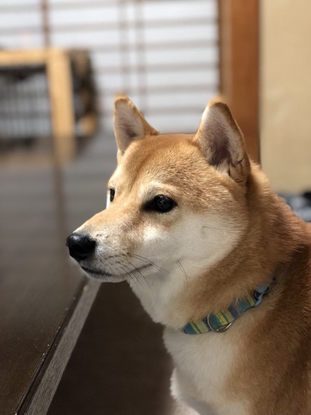 ゴメス画像