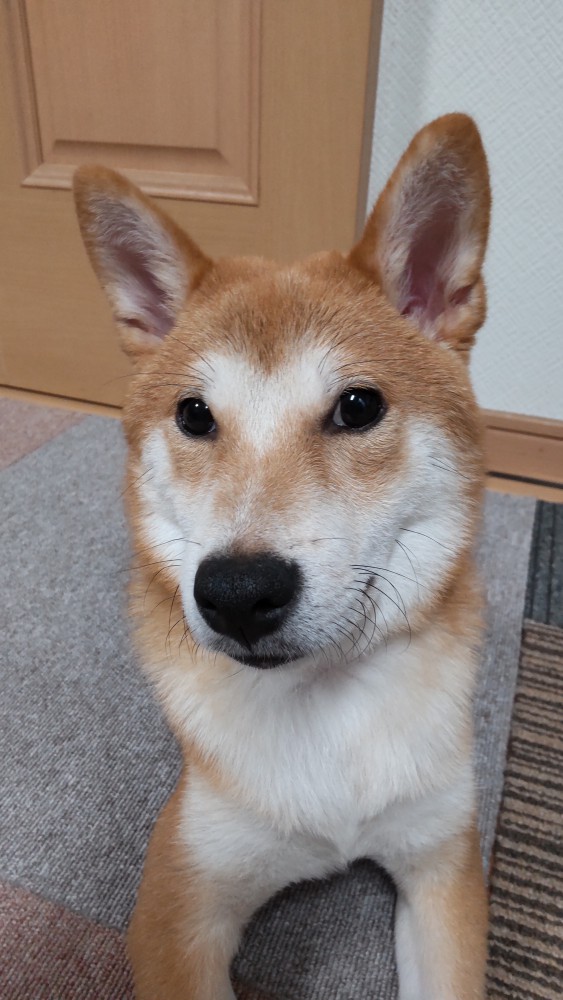 りくくん画像