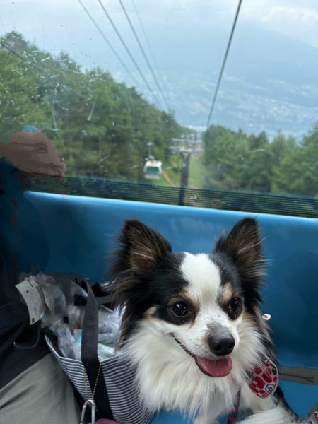 ピノ画像