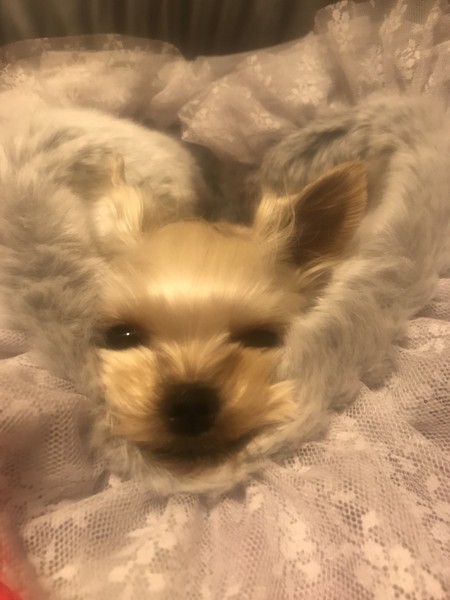 モナ画像