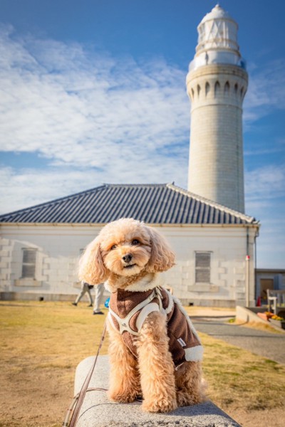 コロン🐶画像